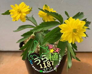 d物Ԃ֑̈ LoiEC`\E Ȗ L|EQ JԎ4` E 10cm`