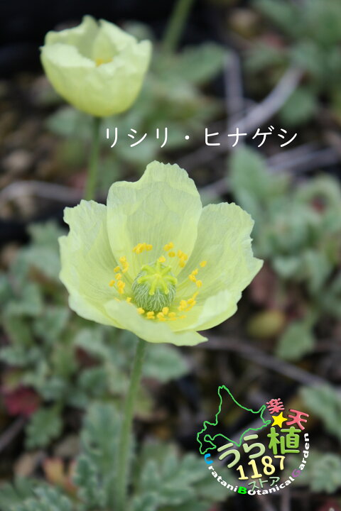 楽天市場】利尻雛芥子 リシリ ヒナゲシ 科名 ケシ科 開花時期5月 