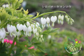 華鬘草白花 ケマンソウ シロバナ 科名 ケシ科 開花時期5月～ 成長丈 草丈20cm～ ●花終了