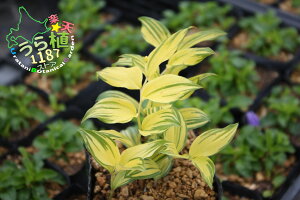 tS tC `S Ȗ  JԎ-  10cm`