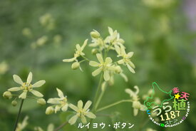 類葉牡丹 ルイヨウ ボタン 科名 メギ科 開花時期6月～ 成長丈 草丈25cm～
