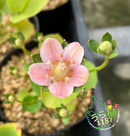 紅花・神津島梅鉢草 ベニバナ・ウメバチソウ 科名 ニシキギ科 開花時期8月～ 成長丈 草丈15cm～