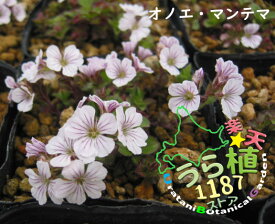 オノエマンテマ 科名 ナデシコ科 開花時期6月～ 成長丈 草丈3cm～