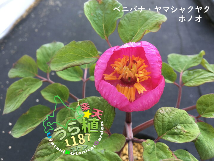 楽天市場】紅花山芍薬 炎 ベニバナ ヤマシャクヤク ホノオ 1芽 科名 