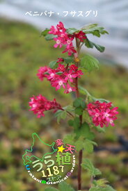 紅花房酸塊 ベニバナ フサスグリ 科名 スグリ科 9.0ポリポット苗 開花時期5月～ 成長丈 草丈25cm～