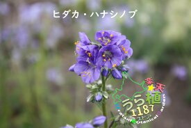 日高花忍 ヒダカ ハナシノブ 科名 ハナシノブ科 開花時期6月～ 成長丈 草丈30cm～ ●花終了！