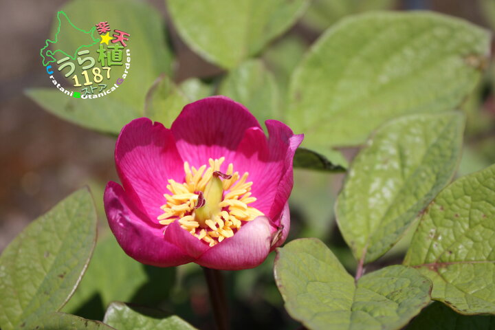 楽天市場】紅花山芍薬 炎 ベニバナ ヤマシャクヤク ホノオ 1芽 科名 