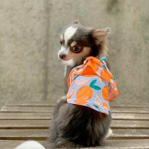 [yblacklabel puppyzCitrus fruit L~gbviIWj ؍ uh 킢  v[g ^  NEW t 