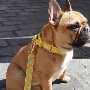 [yiCANDORzGentle Collar DualiBIG FISH YELLOWjS/M ؍ pi hbOObY  ̎ hbOJ[  p n[lX ̃n[lX