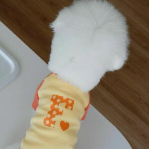 \̔yFREDDIE TALEzF logo raglan tee(orange)  hbOEFA ̕ ^ ^ TVc X[uX pi hbOObY ؍