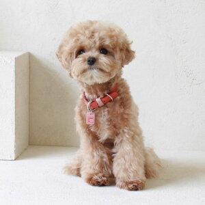 ���\��̔��ymaison de miu�zPet Collar (Coral / Pink) �؍� �u�����h ���킢�� ������� �v���[���g ���^�� ��� �^�I�� NEW �t ��