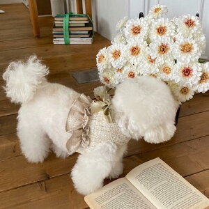 [yHi YeboozSunset HarnessiChampagnej ؍ uh 킢  v[g ^ n[lX UObY NEW 