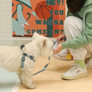 \̔yBITE MEzComfort Harness ؍ uh 킢  v[g ^ n[lX UObY NEW  y J ybgpi