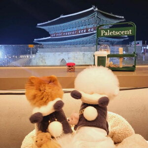 [yBeBe Breathzpuppy bear harnessiPandaj ؍ uh 킢  v[g ^ obO UobO n[lX [h l[^O UObY NEW t H ~