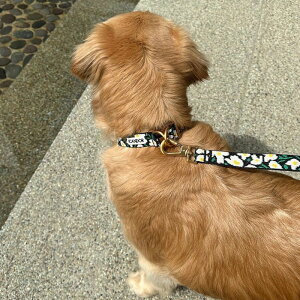 \̔yiCANDORzGentle Leash BoltiBIG FISHj [h p[h [h^ [h^ ^[h LEAD p ybgp [h Upi UObY  킢  U v