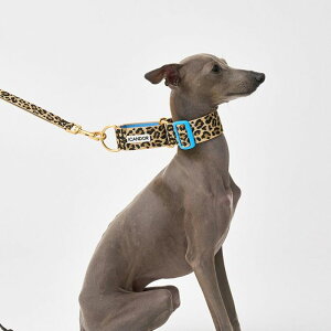 \̔yiCANDORzSmooth Martingale Collar 38mmiLEOPARDj pi hbOObY  ̎ hbOJ[  p ؍ Upi UObY