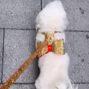 [yMOSHIQAzGlam Dog Harness AJ pi hbOObY n[lX hbOn[lX n[lX pn[lX ^ ^ {v