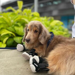 [yRIFRUFzSNEAKERS CAESAR 1iBlackj URBAN DOG TOKYO / A[ohbOg[L[ C uh ̌C U  ^ ^ ^ AEghA  C EȂ  pC  ~ ubN