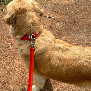 \̔yiCANDORzGentle Leash BoltiSUNSETj [h p[h [h^ [h^ ^[h LEAD p ybgp [h Upi UObY  킢  U v 