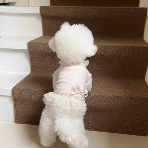 [yHi YeboozIris Cape Collar OpsiIvoryj ؍ pi hbOObY hbOEFA  ̕ ^ ^ P[v s[X