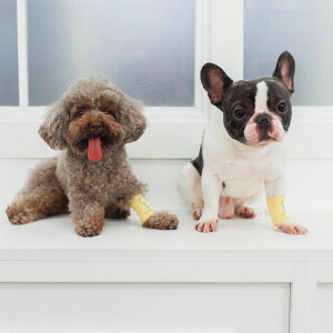 [yFIFA WORLD CUP QATAR 2022_zFIFA dog captain mark / p Xgoh Lve Lve}[N TbJ[ {\ { Wp JAPAN TCWp ItBVCZX  