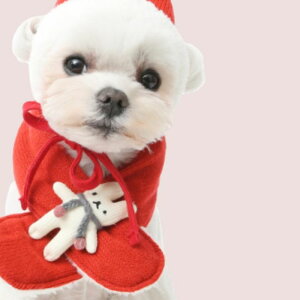 \̔yITS DOGzHey bunny knitwear muffler (red)  hbOEFA ؍ pi hbOObY ^ ^ ~ ~ h