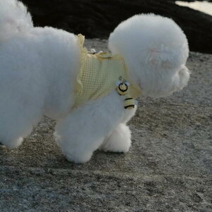 [yBeBe BreathzBev HarnessiYellowj ؍ pi hbOObY n[lX hbOn[lX n[lX pn[lX ^ ^ `[