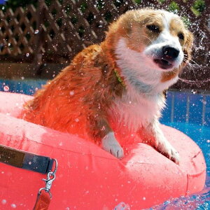 \̔yINSIDE DOG & CATzmacaron tubeiCoralj ؍ uh 킢  v[g ^ obO  [h   `[u  NEW t 