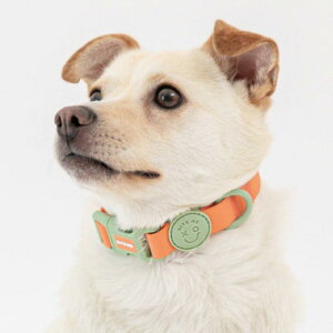 [yBITE MEzNEW Macaron Waterproof Collar ؍ pi hbOObY  ̎ hbOJ[  p h v