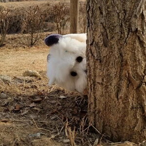 \̔yBeBe Breathzpuppy bear harnessiPandaj ؍ uh 킢  v[g ^ obO UobO n[lX [h l[^O UObY NEW t H ~