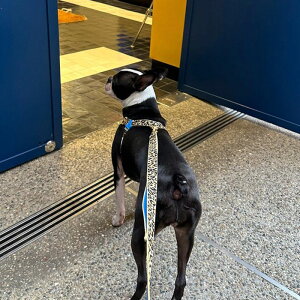 ※予約販売【iCANDOR】Gentle Leash(LEOPARD) 犬リード 犬用リード 犬リード小型犬 リード小型犬 中型犬リード LEAD 犬用 ペット用 リード 散歩用品 散歩グッズ おしゃれ かわいい 犬 散歩 丈夫 軽