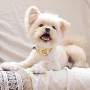 [ymaison de miuz Heart Pearl CollariYellowj pi hbOObY  hbOJ[ ̎  p v p[ n[g