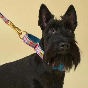 \̔yiCANDORzMARTINGALE COLLAR BUCKLEiEDINBURGH CHECKj pi hbOObY  ̎ hbOJ[  p ؍ Up ̃n[lX