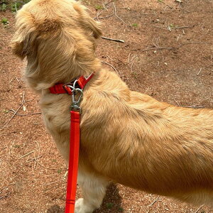 [yiCANDORzGentle Leash BoltiSUNSETj ؍ pi hbOObY [h Upi U[h p[h ^ ^ ^ ^