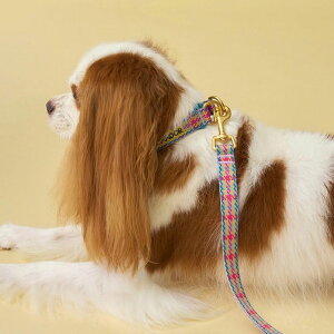 \̔yiCANDORzGentle Collar DualiEDINBURGH CHECKjS/M pi hbOObY  hbOJ[ ̎ p ֏^  n[lX hbOn[lX