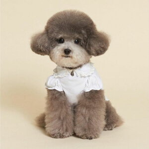 \̔ymeaninglesszPoint Shirts  hbOEFA ̕ ؍ pi hbOObY TVc X[uX ^ ^