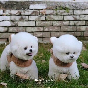 [yBeBe Breathzpuppy bear harnessiBrownj ؍ uh 킢  v[g ^ obO UobO n[lX [h l[^O UObY NEW t H ~