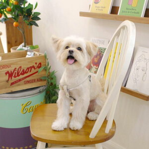 \̔ymaison de miuz Running Mate HarnessiWhitej ؍ uh 킢  v[g ^ n[lX ̎qObY ̎q ^I UObY NEW 