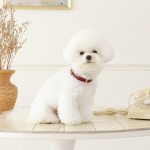 \̔ymaison de miuzSquare Pearl CollariWinej ؍ uh 킢  v[g ^  ^I NEW