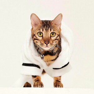 [yMOSHIQAzBest Man Dog Bathrobe AJ pi hbOObY hbOEFA  ̕ ^ ^ ^I oX}bg