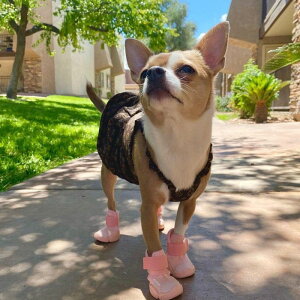 [yRIFRUFzSNEAKERS CAESAR 1iBlushj URBAN DOG TOKYO / A[ohbOg[L[ C uh ̌C U  ^ ^ ^ AEghA  C EȂ  pC  ~ sNh