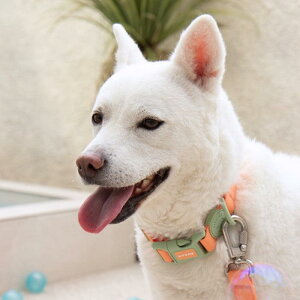 \̔yBITE MEzNew Macaron Hands-free Waterproof Leash ؍ uh 킢  v[g ^ [h UObY NEW  v ^  J ybgpi