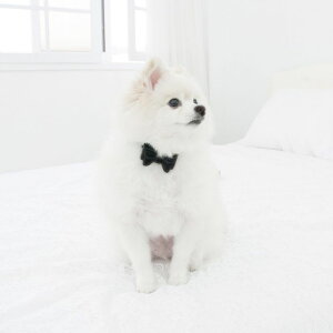 \̔ymaison de miuzSolid Ribbon Collar (Black) ؍ uh 킢  v[g ^  ^I NEW