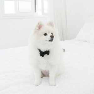 \̔ymaison de miuzSolid Ribbon Collar (Black) ؍ uh 킢  v[g ^  ^I NEW