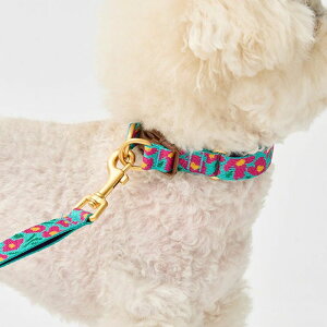 [yiCANDORzGentle Collar DualiBIG FISH MINTjS/M ؍ pi hbOObY  hbOJ[  p Upi UObY ̃[h