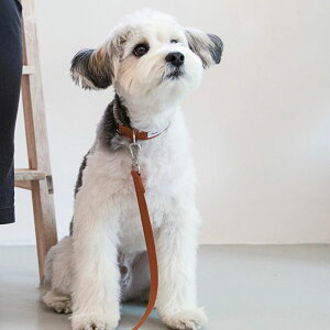 \̔yforeverybarizClassic Pet CollariCamelj pi hbOObY  ̎ hbOJ[  p ؍ Upi v