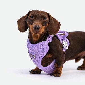 即納【RIFRUF】Commuter Harness(Taro) 韓国 ブランド かわいい おしゃれ プレゼント 小型犬 ハーネス リード 散歩グッズ NEW 中型犬 丈夫 クッション 大型犬 犬 ドッグハーネス