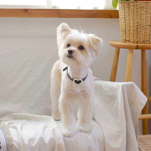 \̔ymaison de miuz Heart Pearl Collar(Black) ؍ uh 킢  v[g ^  ^I UObY NEW