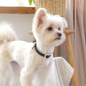 \̔ymaison de miuz Heart Pearl Collar(Black) ؍ uh 킢  v[g ^  ^I UObY NEW