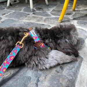 [yiCANDORzNo-Pull HarnessiBIG FISH MINT pi hbOObY n[lX hbOn[lX n[lX pn[lX ؍ Upi UObY ̃n[lX [h